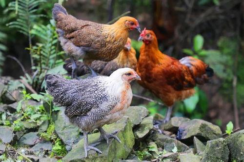 国产插鸡,创新科技引领农业现代化新篇章  第2张