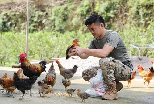 国产插鸡,创新科技引领农业现代化新篇章  第3张