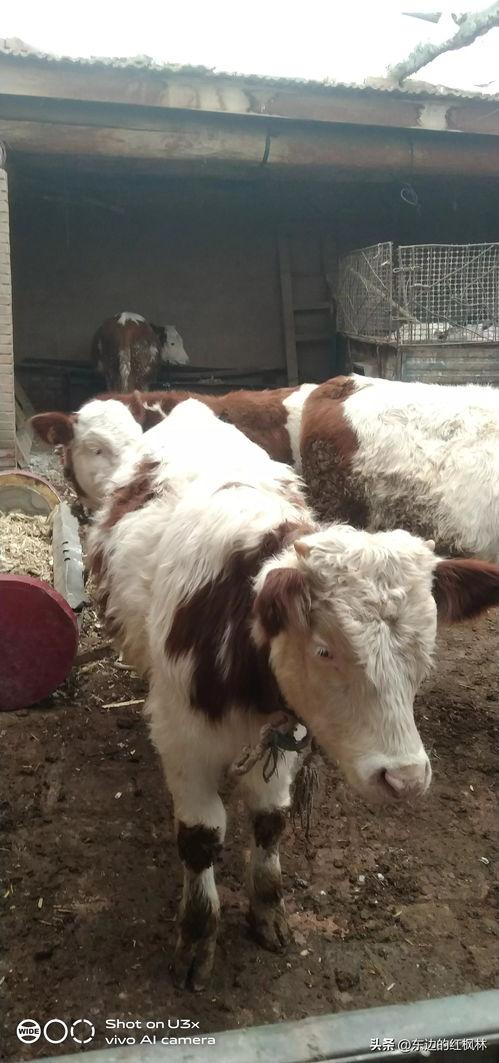 国产牛牛,传承与创新，打造民族品牌新标杆