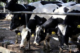 国产牛牛,传承与创新,打造民族品牌新标杆 第2张 国产牛牛,传承与创新,打造民族品牌新标杆 第2张