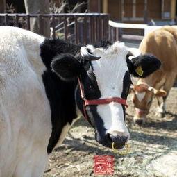 国产牛牛,传承与创新,打造民族品牌新标杆 第3张 国产牛牛,传承与创新,打造民族品牌新标杆 第3张